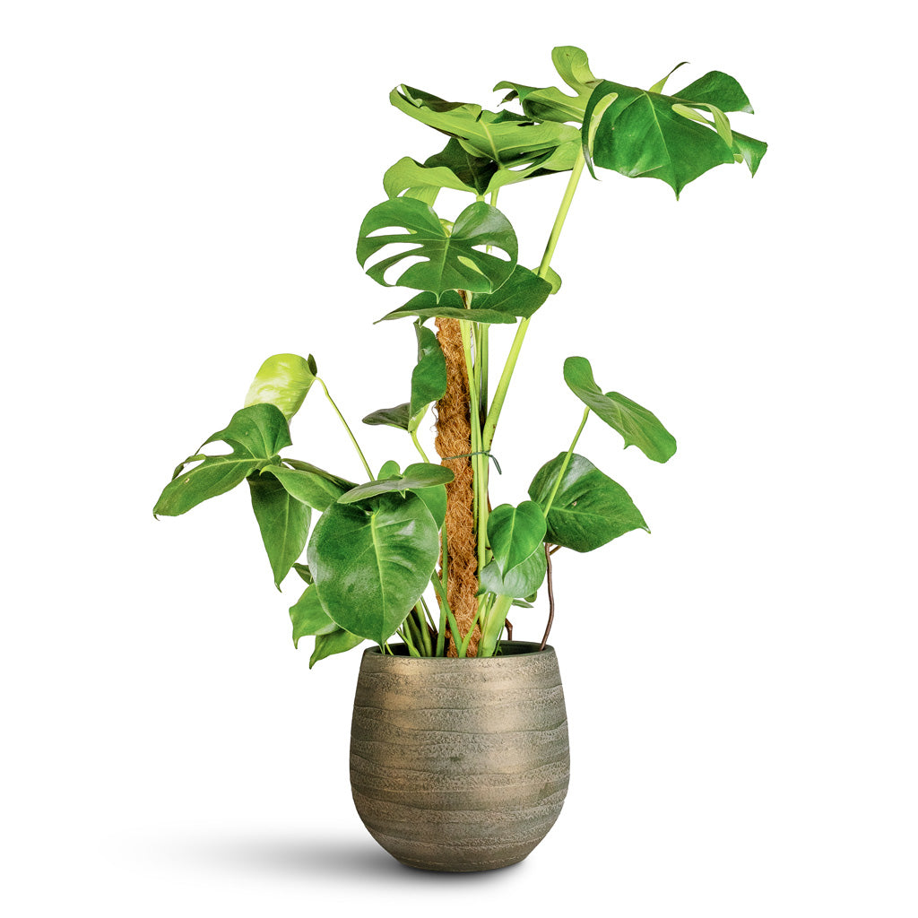 repotting swiss cheese plant with moss pole Monstera deliciosa - Swiss Cheese Plant - Moss Pole | Hortology