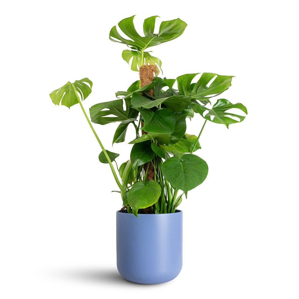 Monstera deliciosa Moss Pole - 19x80cm In Lisbon Pot Powder Blue - 24x24cm