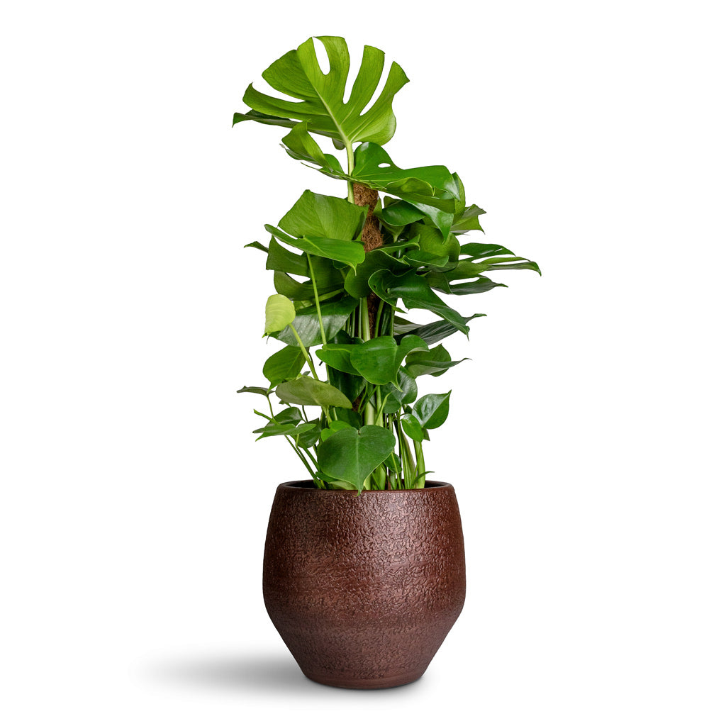 Monstera deliciosa Moss Pole - 19x80cm In Noor Pot Velvet Brown - 32x30cm