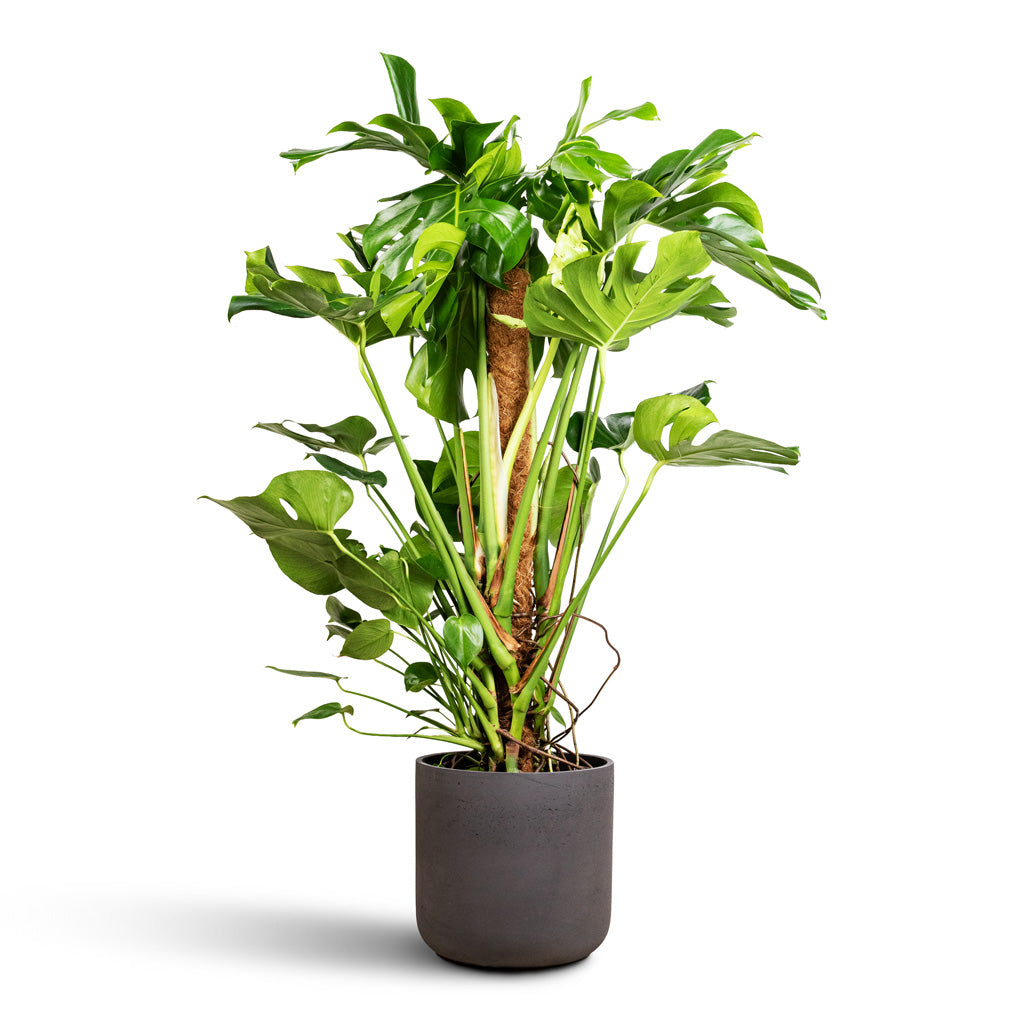 moss pole cheese plant Monstera deliciosa - Swiss Cheese Plant - Moss Pole | Hortology