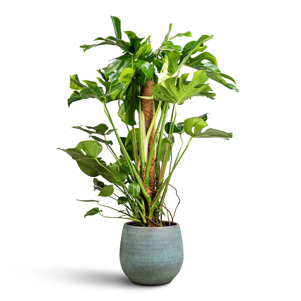 Monstera deliciosa Moss Pole 27x120cm Ryan Pot Blue Gold 36x32cm