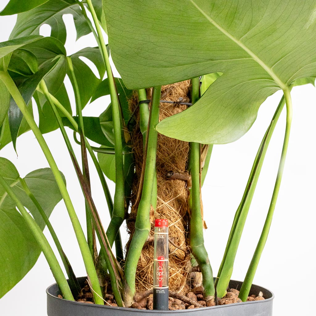 Monstera Deliciosa Moss Pole HydroCare Close Up Detail 