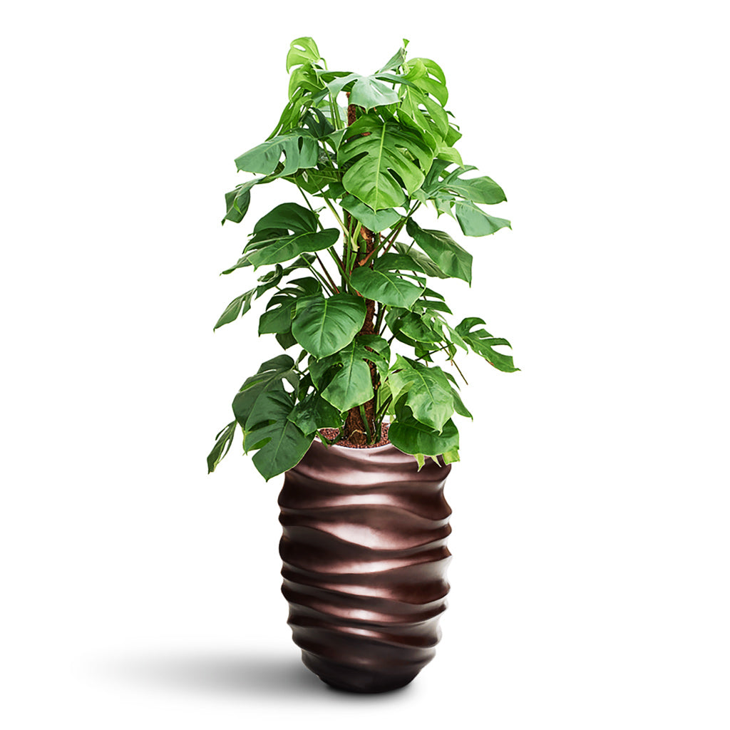 Monstera deliciosa Moss Pole HydroCare in Gradient Lee Partner - Matt Coffee - 40 x 146cm