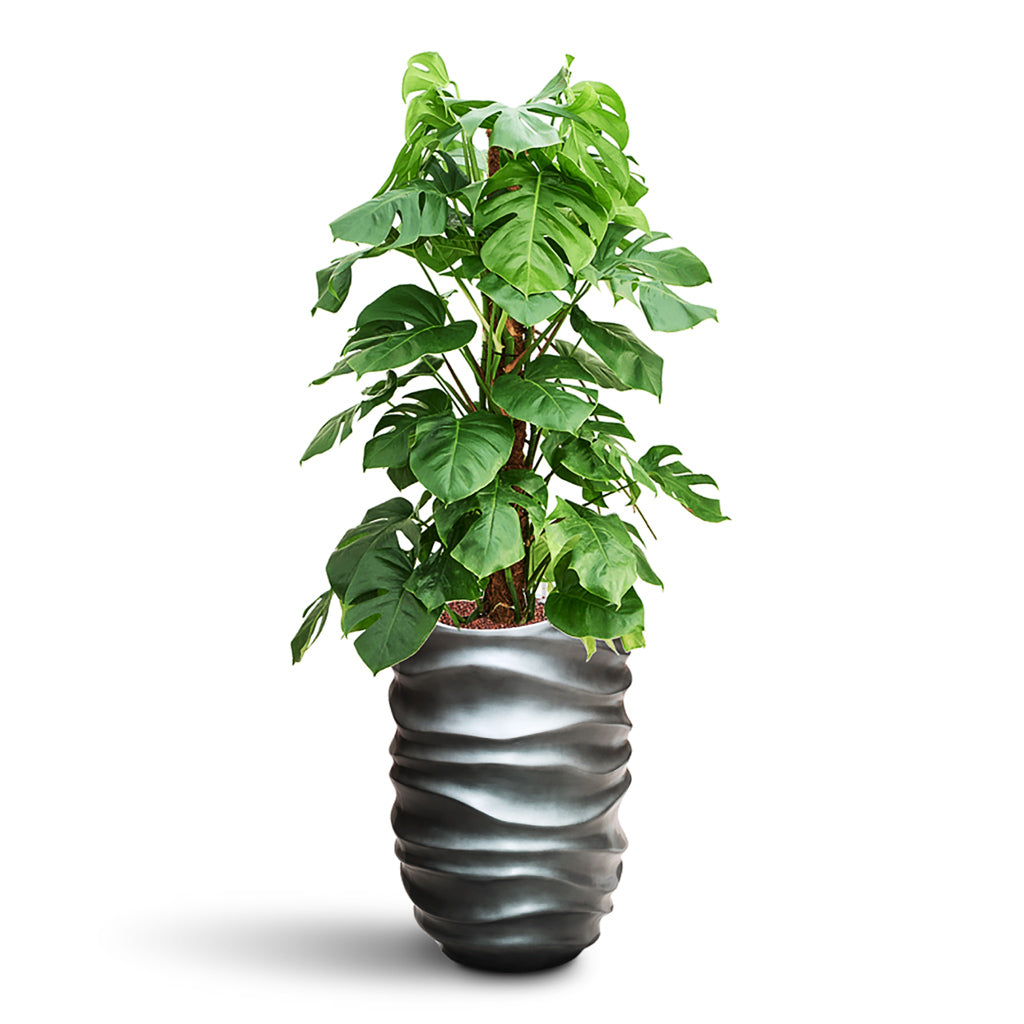 Monstera deliciosa Moss Pole HydroCare in Gradient Lee Partner - Matt Grey - 40 x 146cm