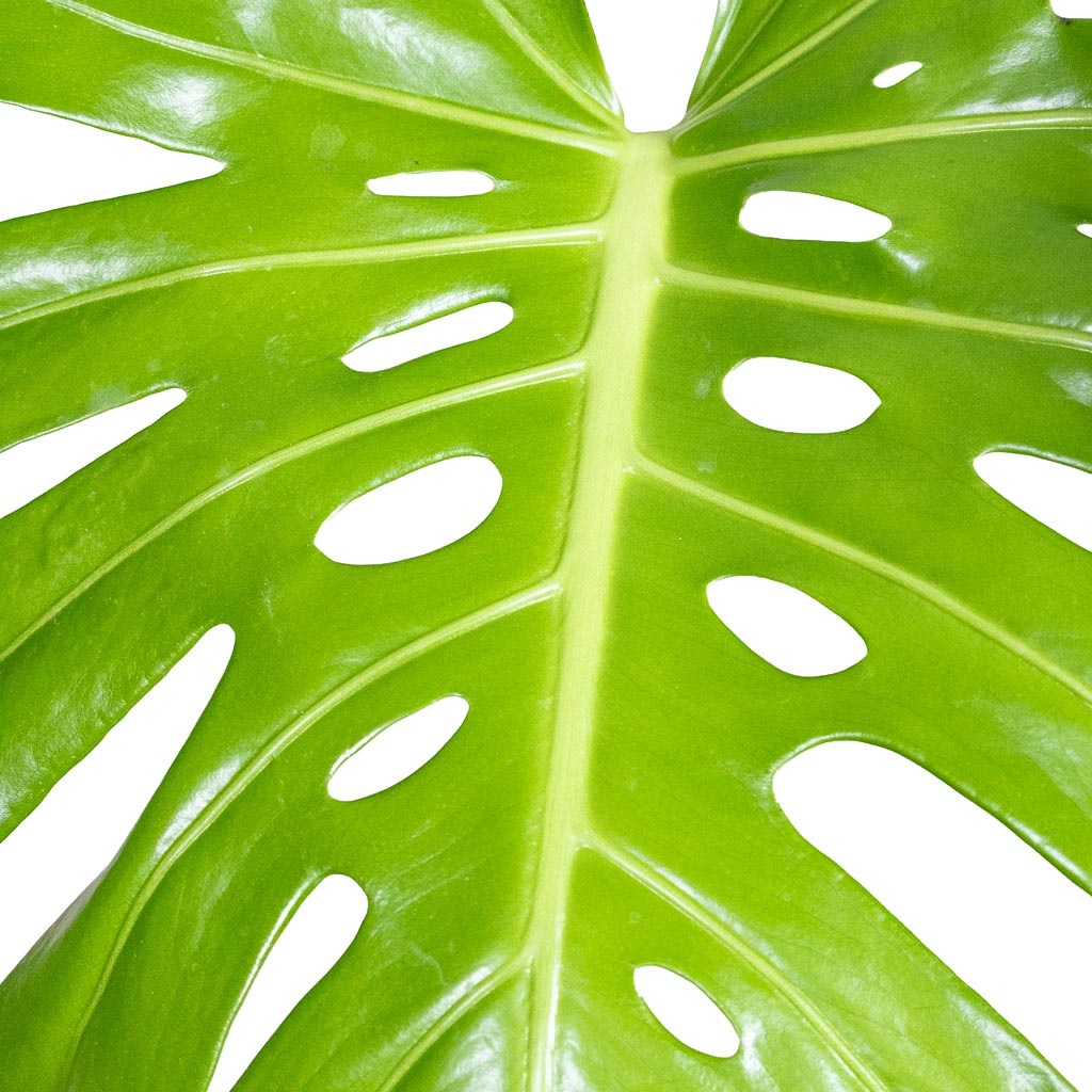 Monstera deliciosa close up