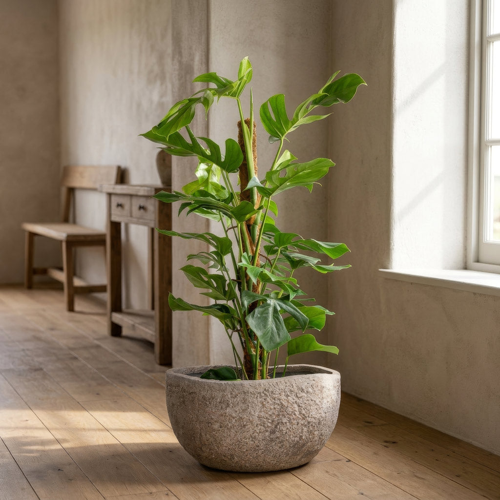 Monstera deliciosa Swiss Cheese Plant  Moss Pole 27x120cm house plant in  Hunter Mountain Planter Granite Grey 60x34x29cm lifestyle