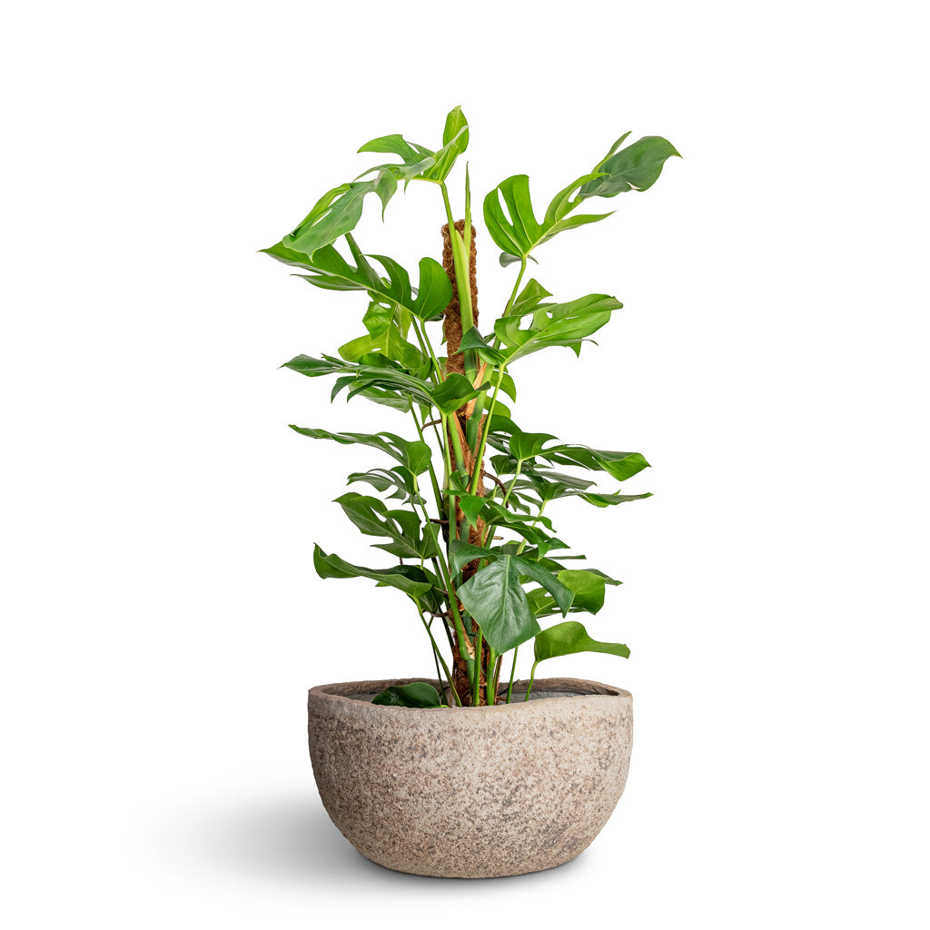 Monstera deliciosa Swiss Cheese Plant Moss Pole Hortology