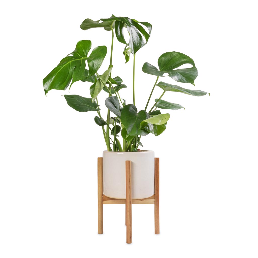 Anzio Plant Pot with Wooden Stand - Stone White