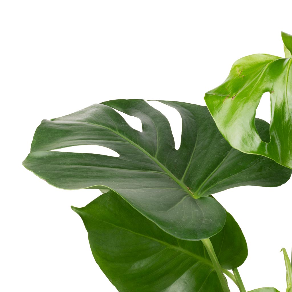 Monstera deliciosa - Swiss Cheese Plant - Houseplants | Hortology