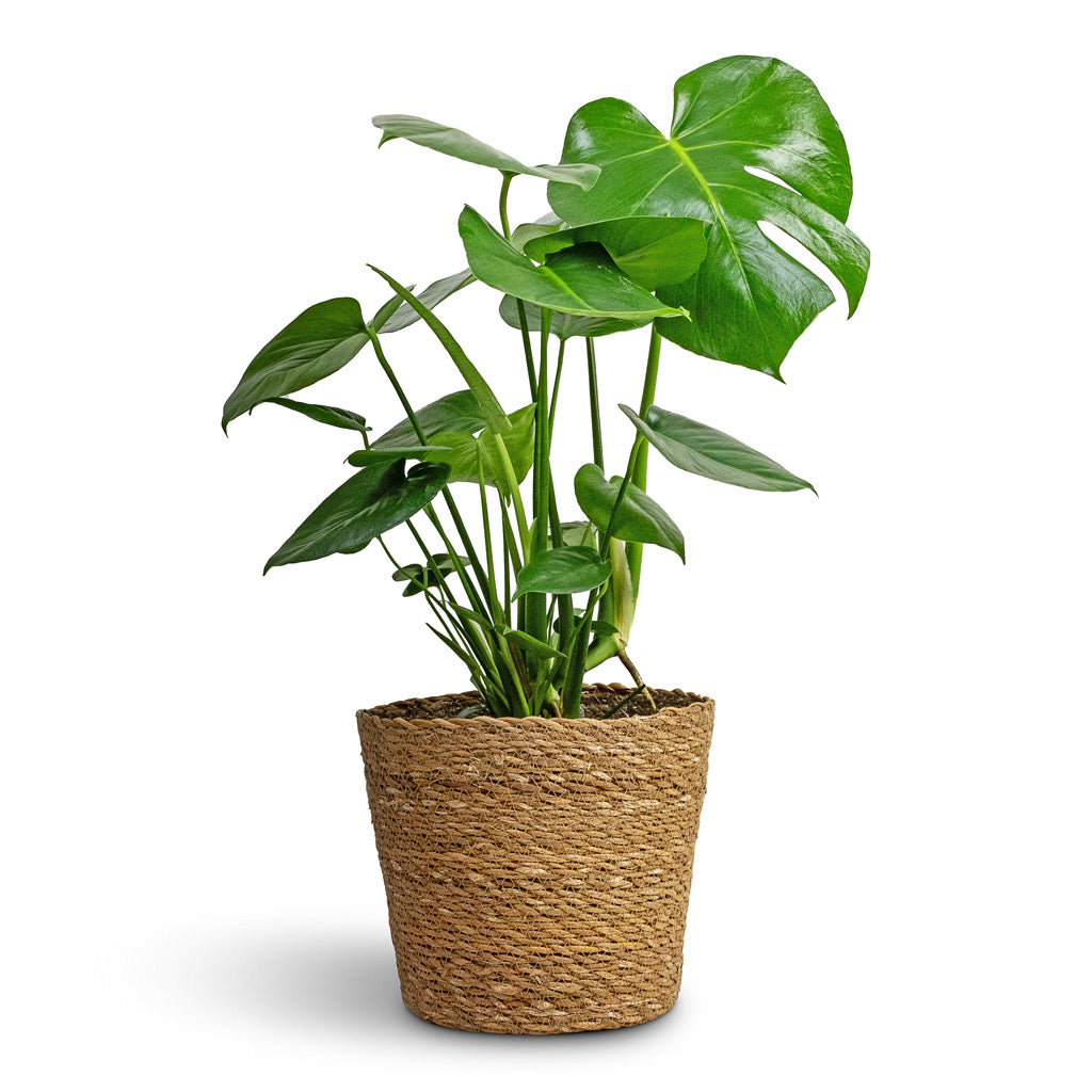 Monstera deliciosa - Swiss Cheese Plant & Igmar Plant Basket - Natural