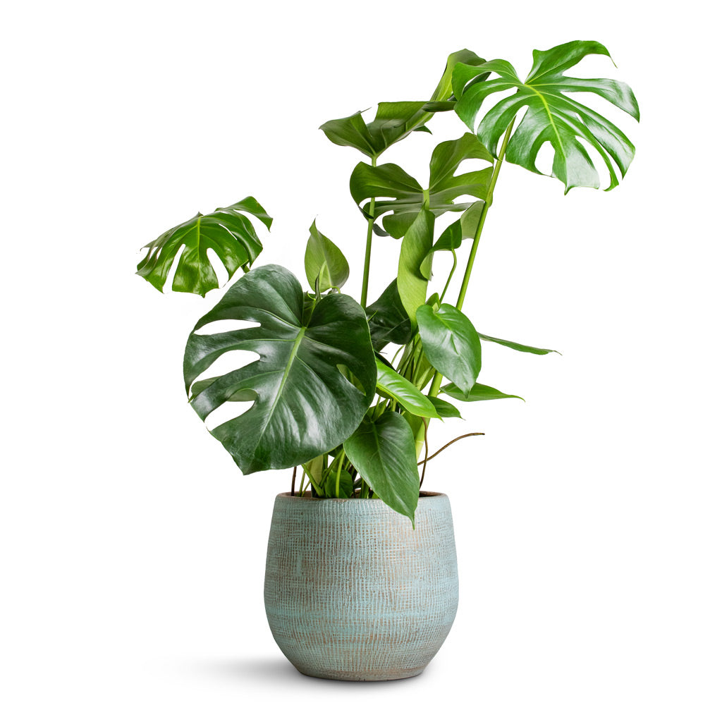 Monstera deliciosa Swiss Cheese Plant - 21x70cm In Ryan Plant Pot Blue Gold - 31x28cm