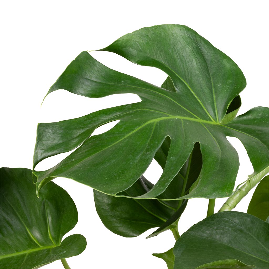 cheese money plant Monstera deliciosa - Swiss Cheese Plant - Houseplants | Hortology