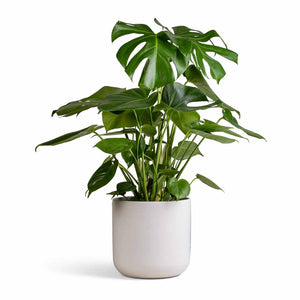 Lisbon Plant Pot - White
