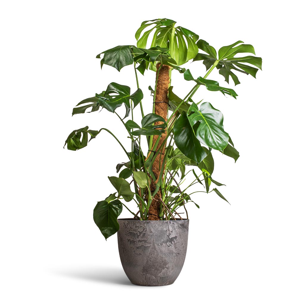 Monstera deliciosa Swiss Cheese Plant Moss Pole Hortology