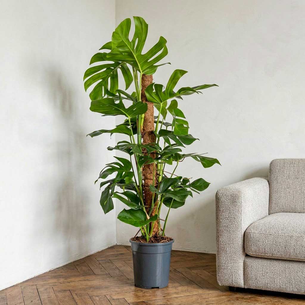 Monstera deliciosa - Swiss Cheese Plant - Moss Pole - 27 x 120cm