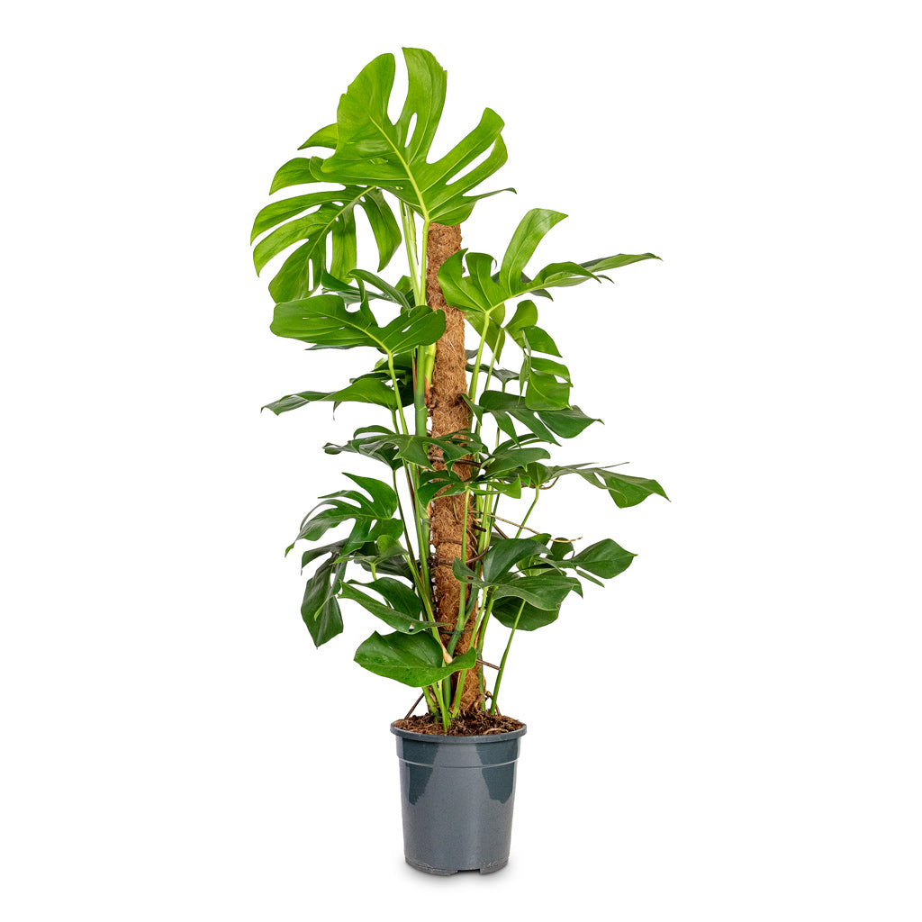 Monstera deliciosa Swiss Cheese Plant Moss Pole - 27x120cm