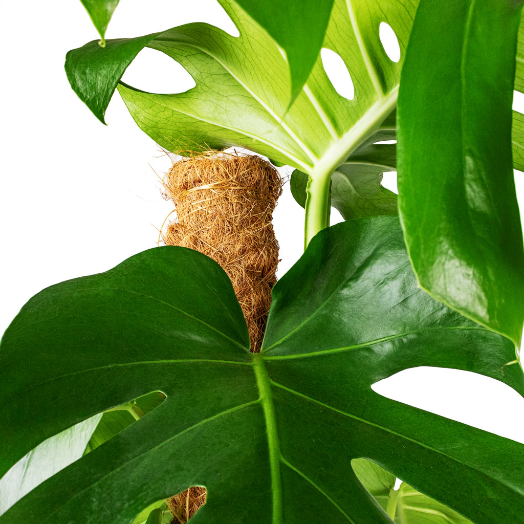 Monstera deliciosa Swiss Cheese Plant Moss Pole Close Up