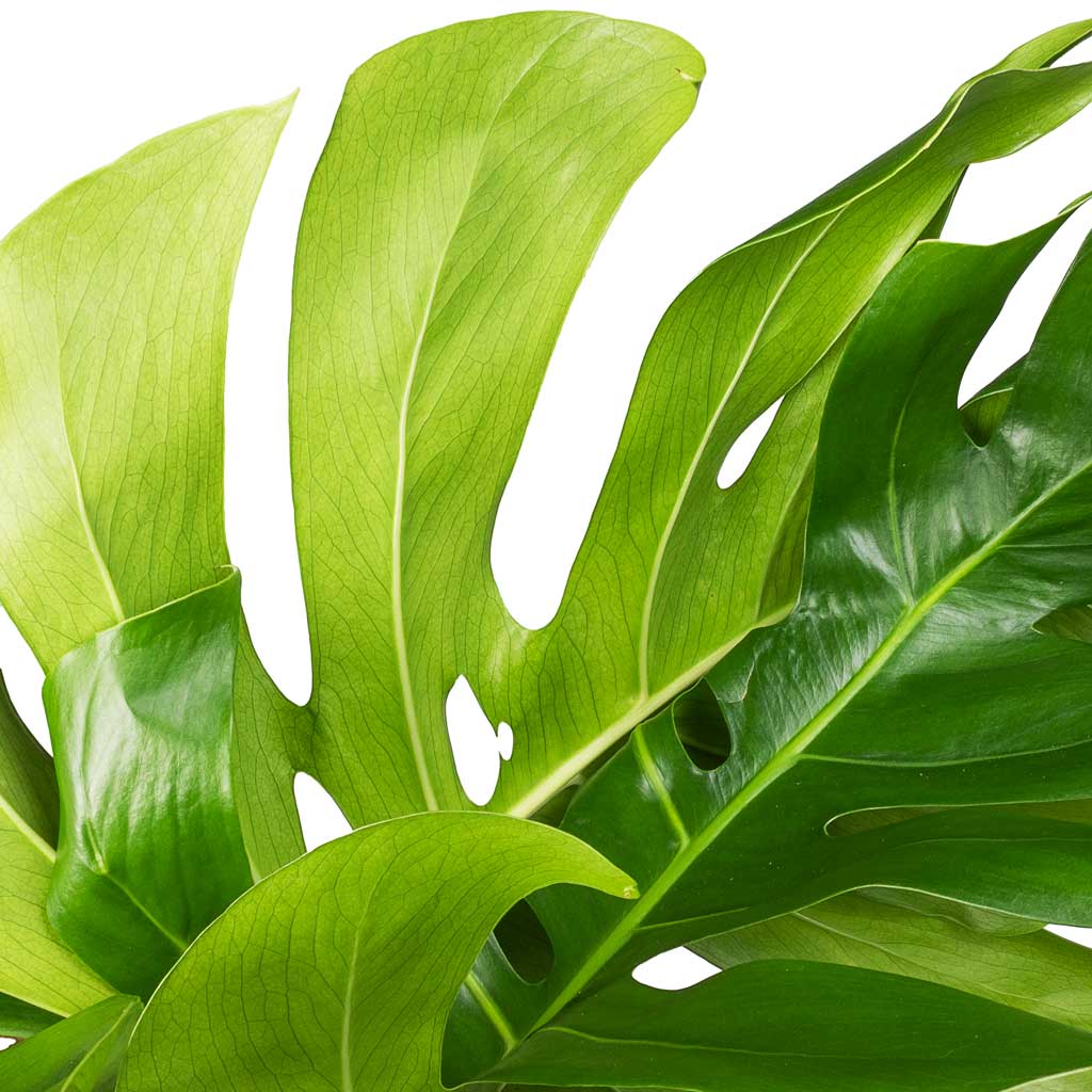 Monstera deliciosa - Swiss Cheese Plant Leaves