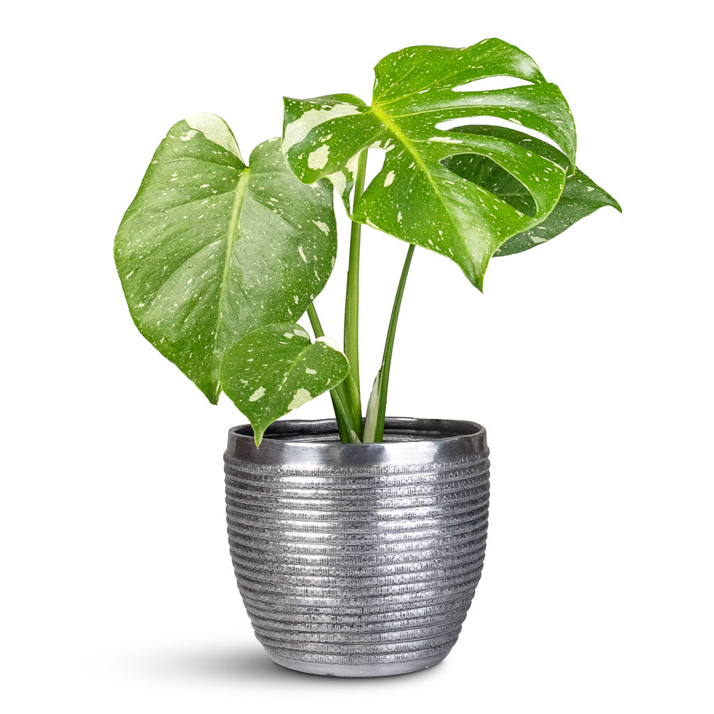 Monstera deliciosa Variegated Swiss Cheese Plant Elise Metal Pot Lead In 
