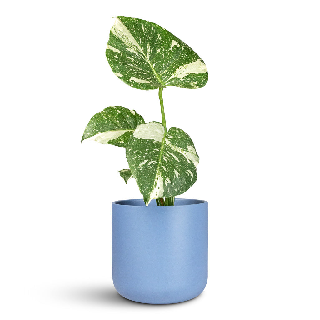 Monstera deliciosa Variegated Swiss Cheese Plant In Lisbon Pot Powder Blue