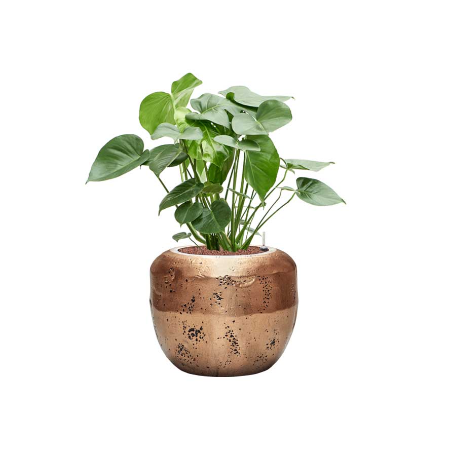 Monstera deliciosa - HydroCare & Opus Raw Couple Planter - Gold