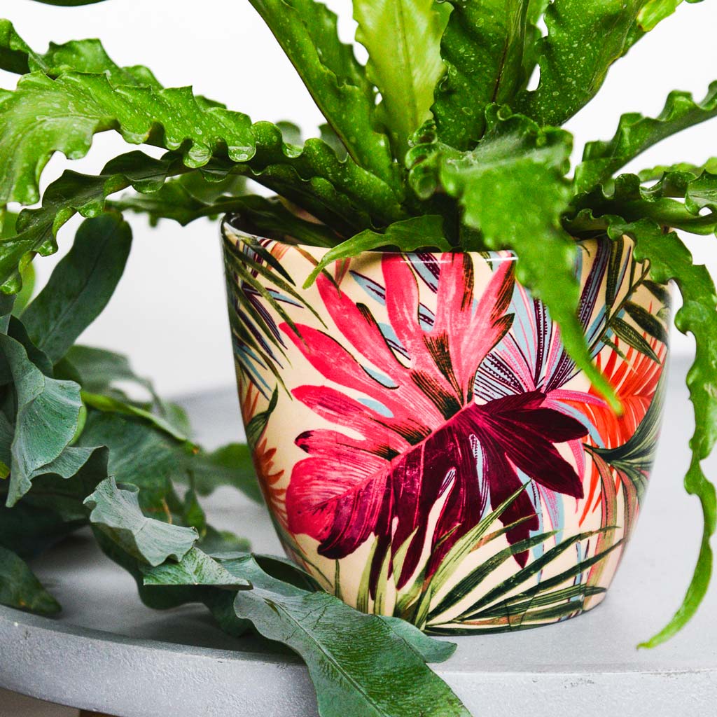 Japanese Birds Nest Fern In Monza Plant Pot Tropical Fuchsia