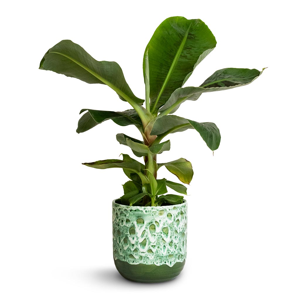 Musa Dwarf Cavendish - Banana Plant &amp; Ocean Glaze Plant Pot - Emerald