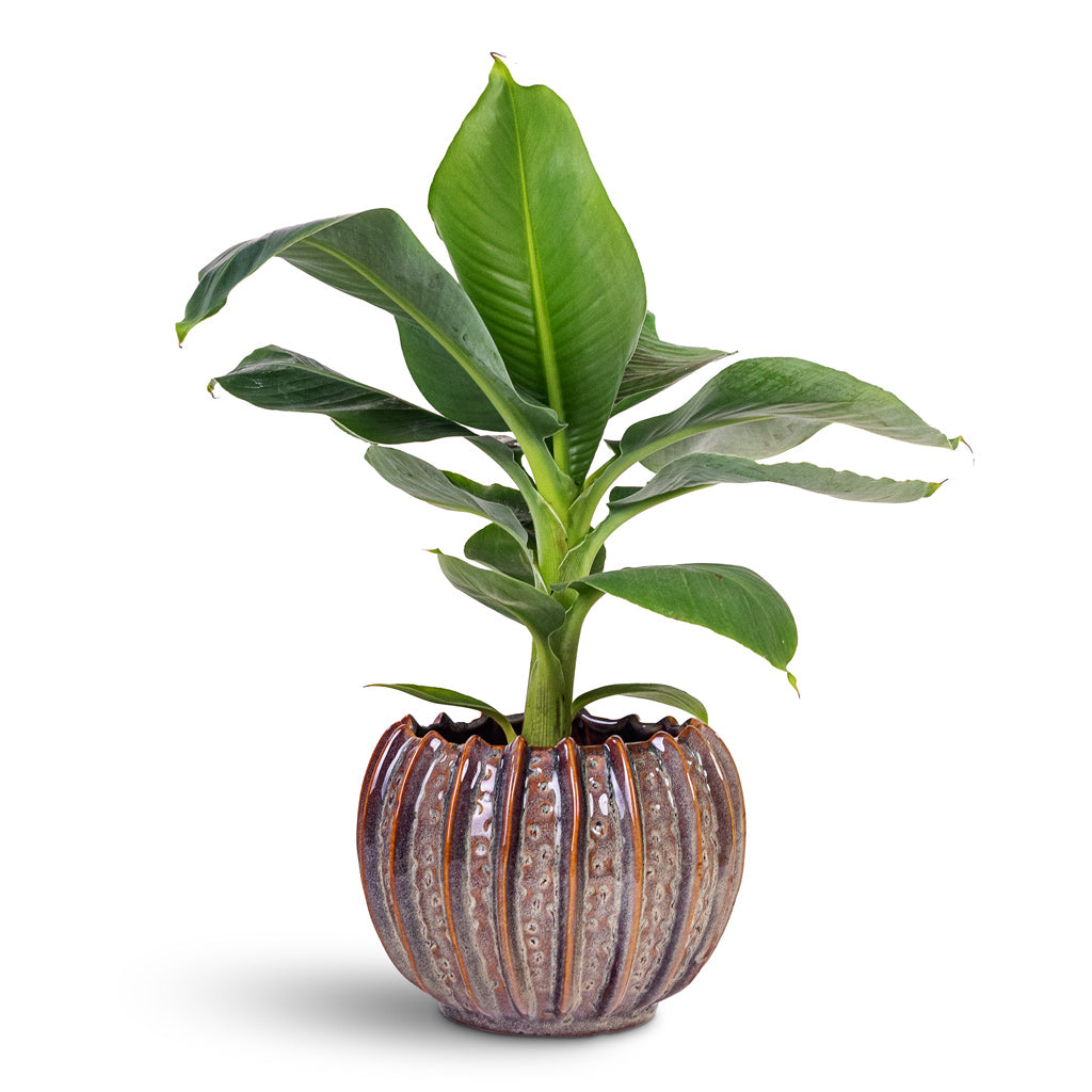 Musa Tropicana 12x30cm House Plant In Cassie Pot Mint 18x14cm