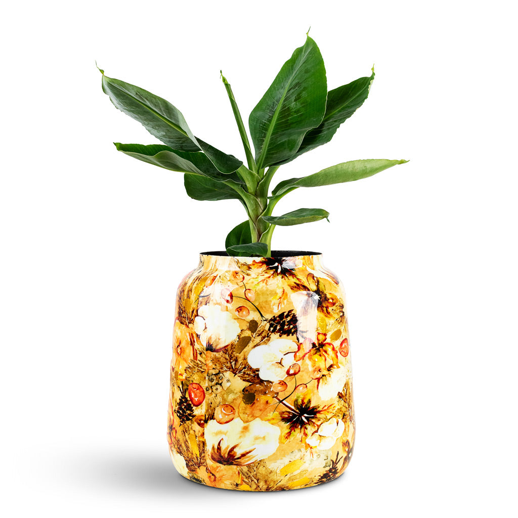 Musa Tropicana House Plant In Lammie Planter Cotton Cream