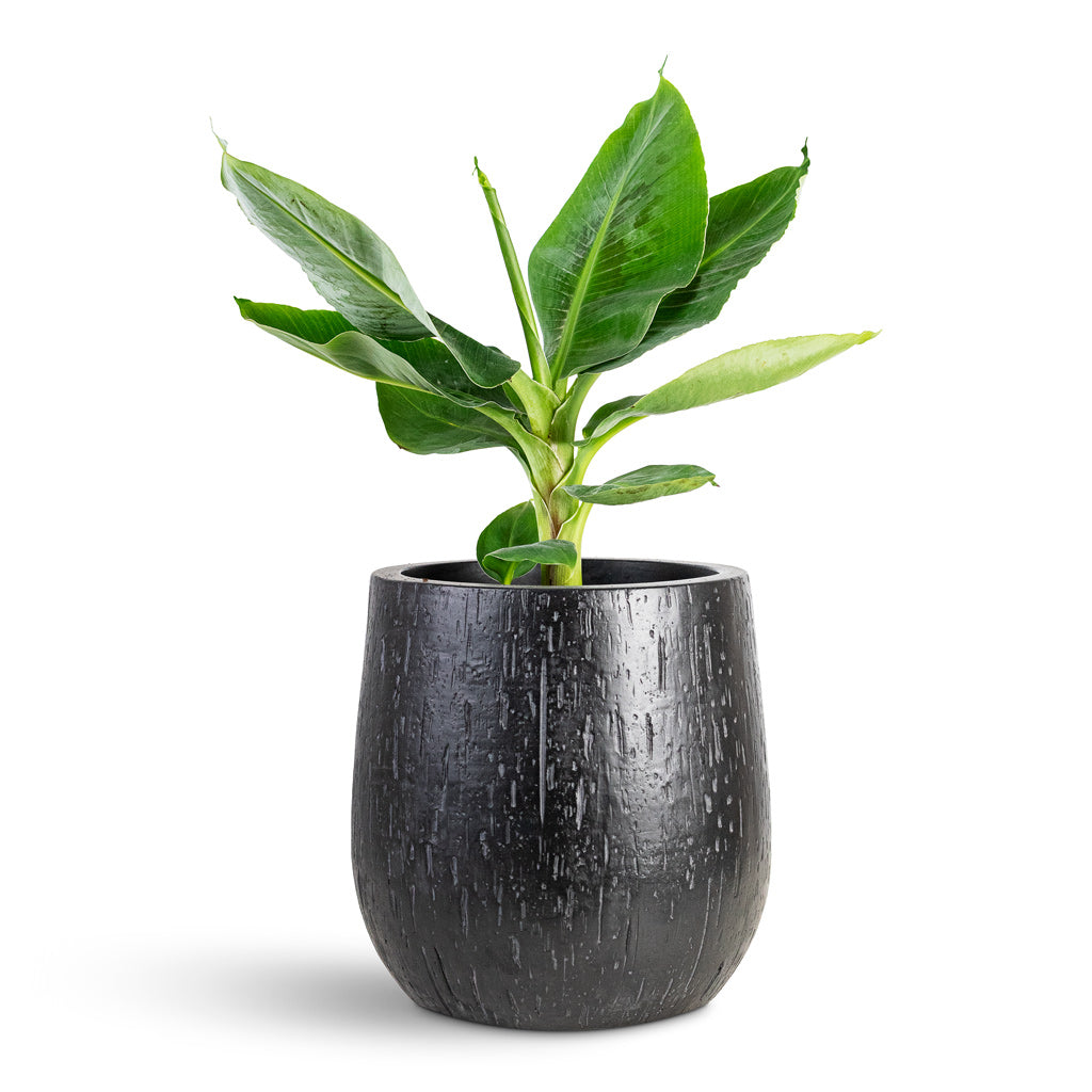 Musa Tropicana House Plant In Raindrop Couple Balloon Planter Anthracite 