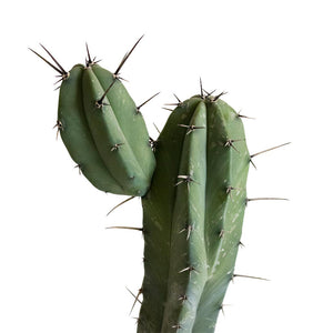 Myrtillocactus geometrizans - Blue Myrtle Cactus Close Up