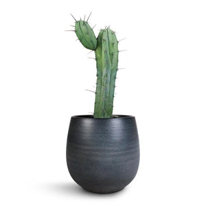 Myrtillocactus geometrisans - Blue Myrtle Cactus & Esra Plant Pot - Graphite