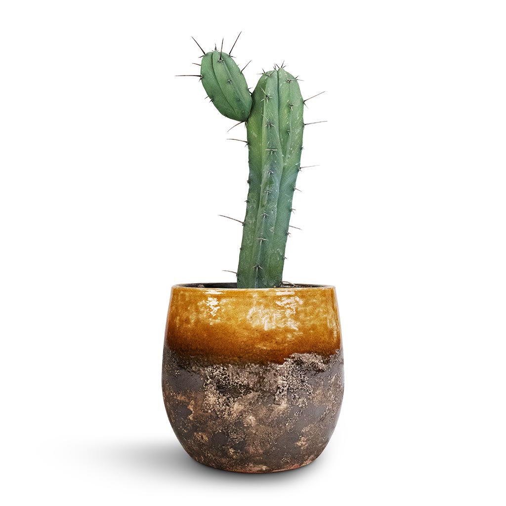 Myrtillocactus geometrisans - Blue Myrtle Cactus &amp; Lindy Plant Pot - Ochre