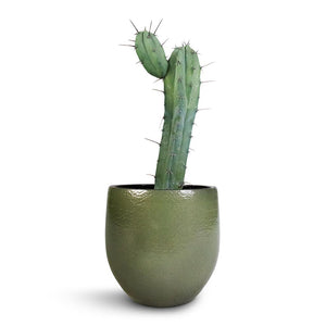 Myrtillocactus geometrisans - Blue Myrtle Cactus & Zembla Plant Pot - Green