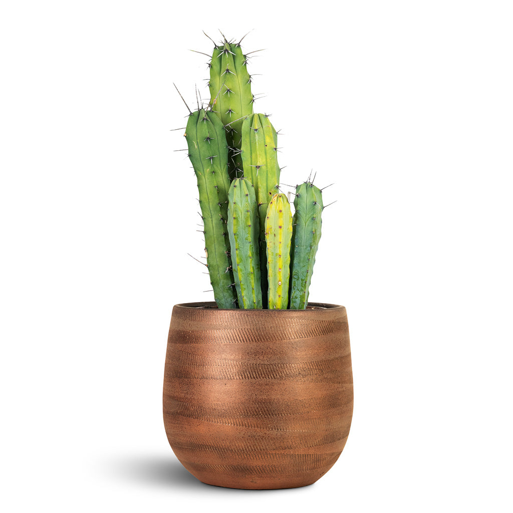 Myrtillocactus geometrizans Blue Myrtle 21x70cm house plant in Joey Pot Shiny Copper 31x28cm