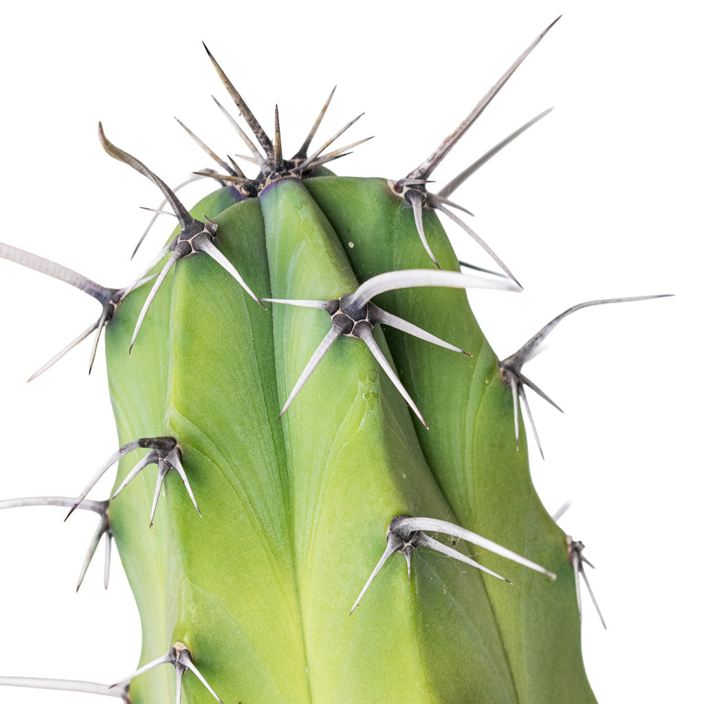 Myrtillocactus geometrizans Blue Myrtle close up