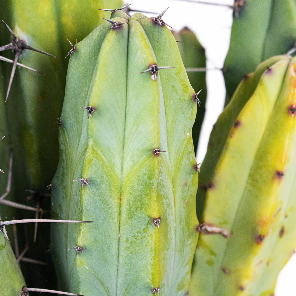 Myrtillocactus geometrizans Blue Myrtle 21x70cm Close up
