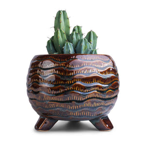 Myrtillocactus geometrizans - Blue Myrtle Cactus & Dewi Plant Pot - Marrakesh