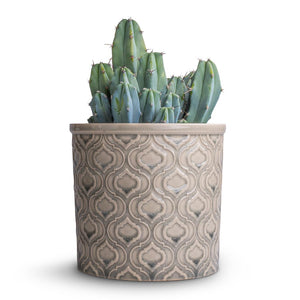 Myrtillocactus geometrizans - Blue Myrtle Cactus & Venetian Plant Pot - Grey