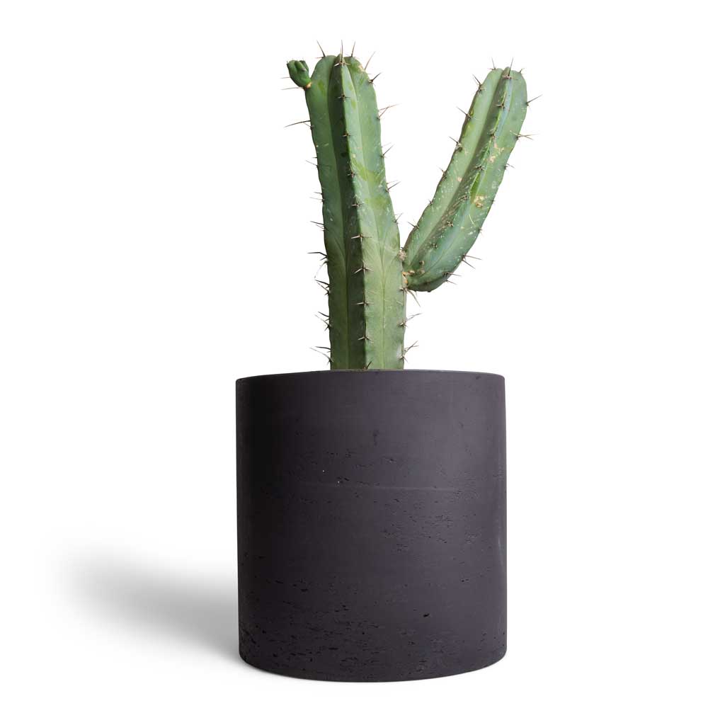Myrtillocactus geometrizans - Blue Myrtle Cactus & Puk Plant Pot - Black Washed