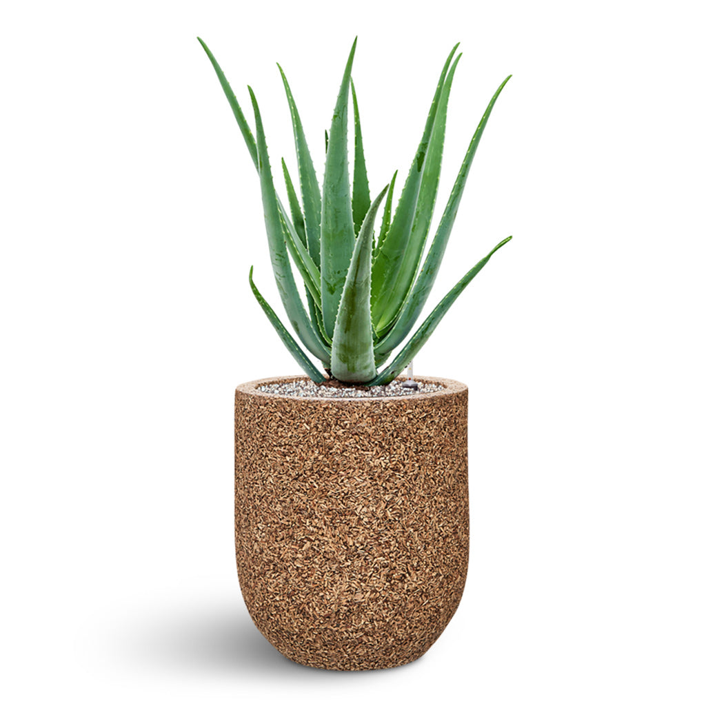 Naturescast Straight Couple Planter - Natural