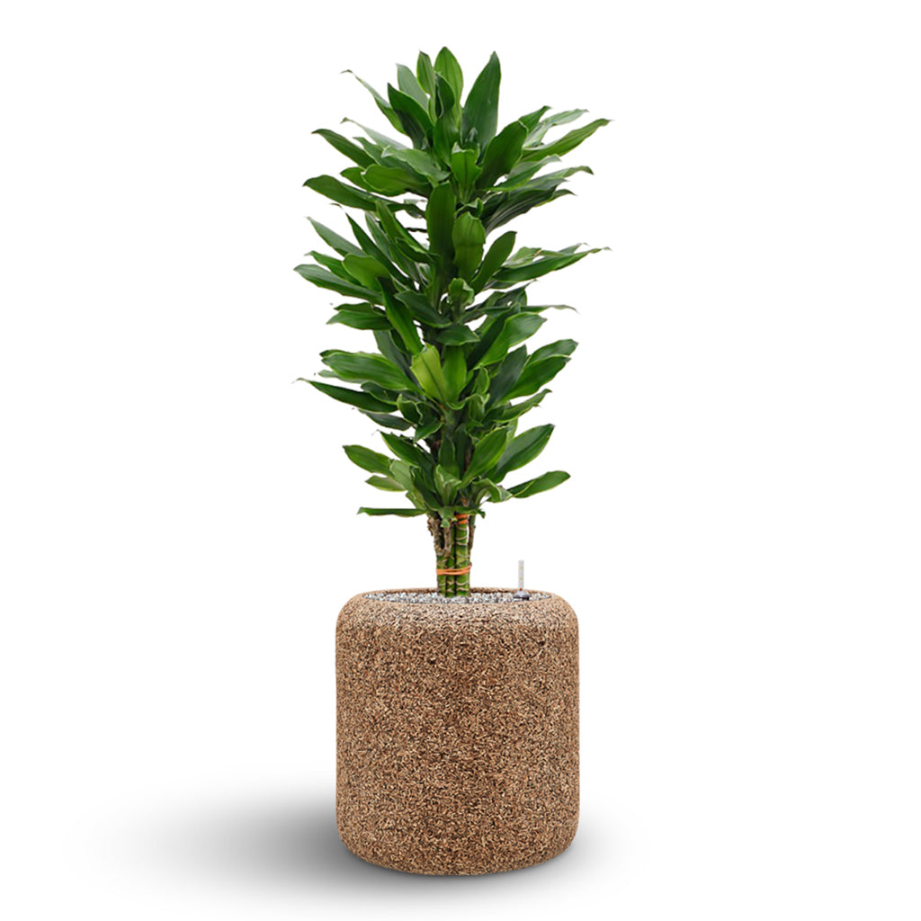 Naturescast Cylinder Planter - Natural & Dracaena Cintho