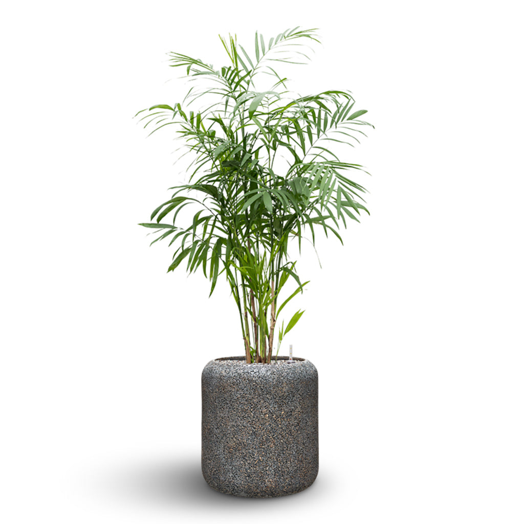 Naturescast Cylinder Planter - Grey & Kentia Palm