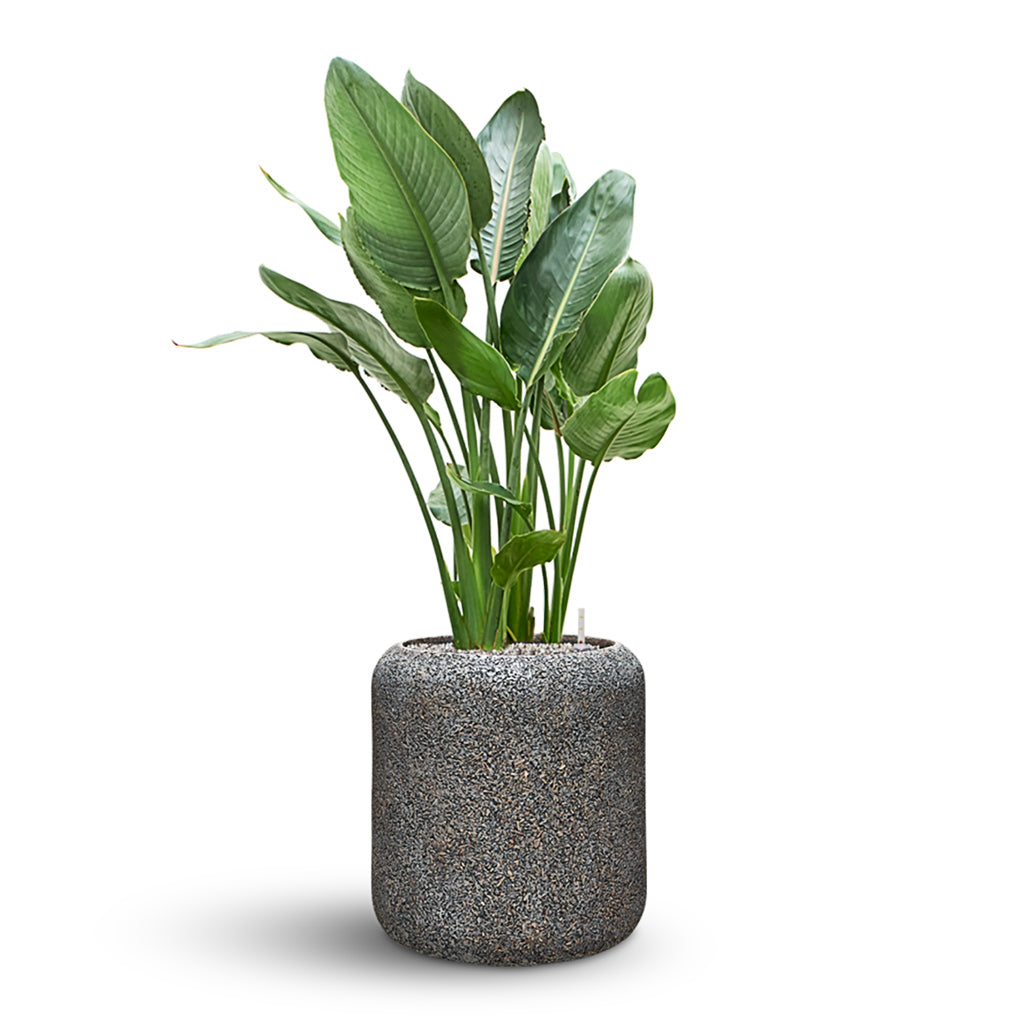 Naturescast Cylinder Planter - Grey & Strelitzia
