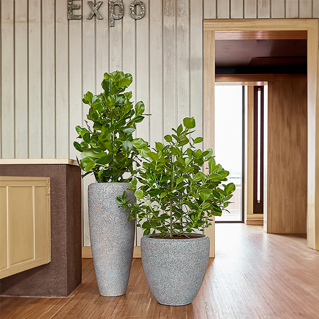 Naturescast Partner Planter - Grey & Autograph Trees