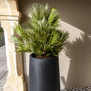 Nax Natural Tall Planter - Black & Fan Palms