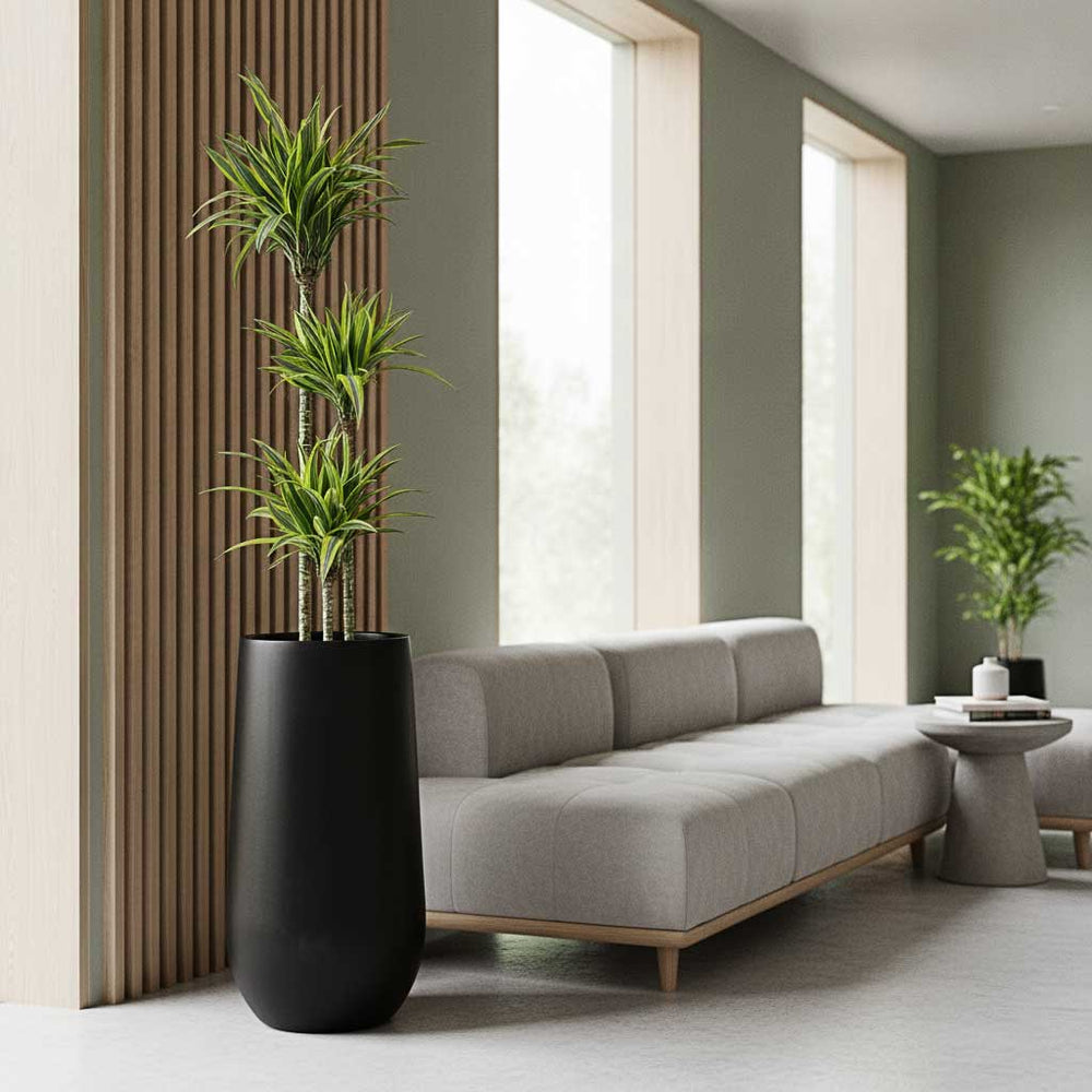 Dracaena Lemon Lime in Nax Natural Tall Planter - Black