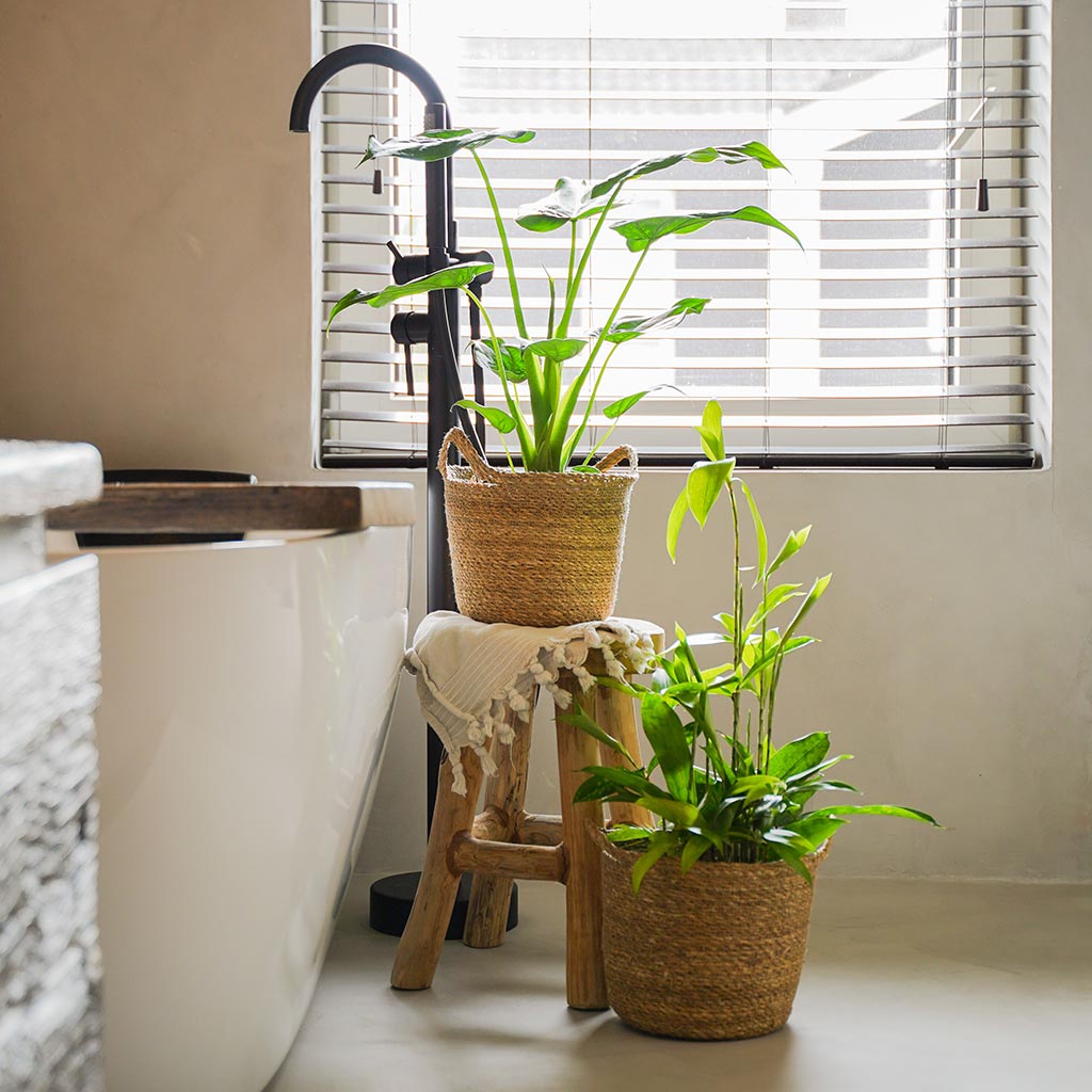 Nelis Plant Baskets - Natural in Bathroom