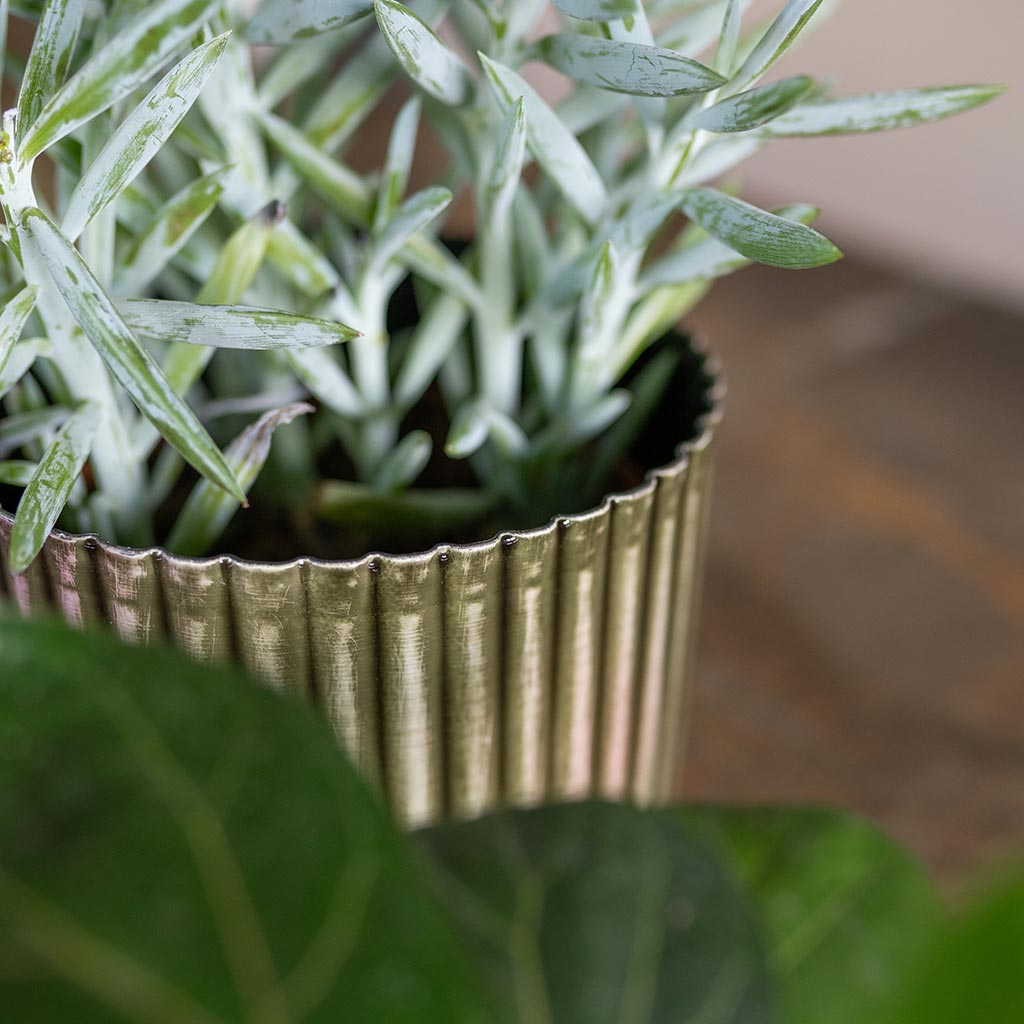 Nella Plant Pot - Forest Close Up