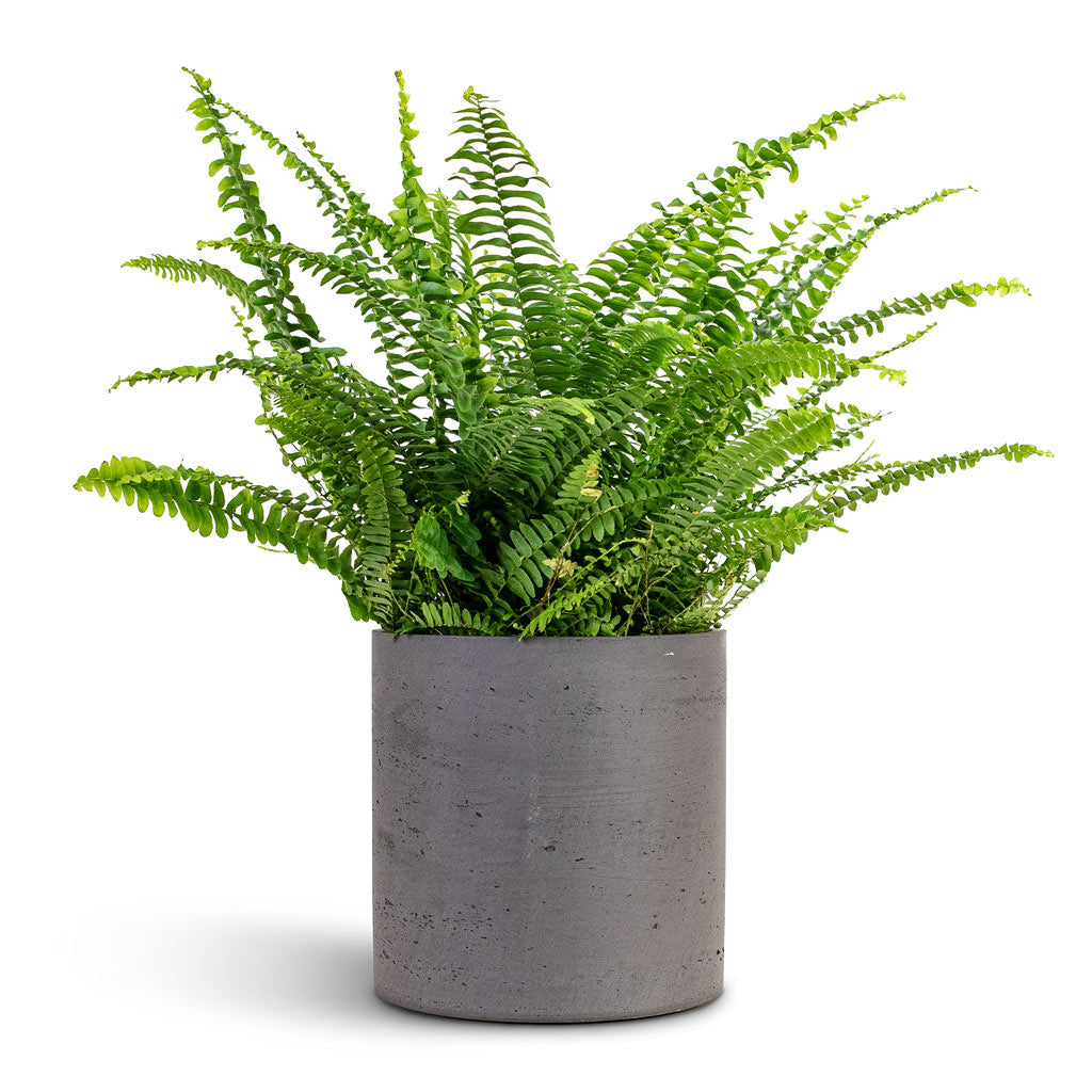 nephrolepis indoor plant Nephrolepis exaltata Bostoniensis - Boston Fern Plants| Hortology